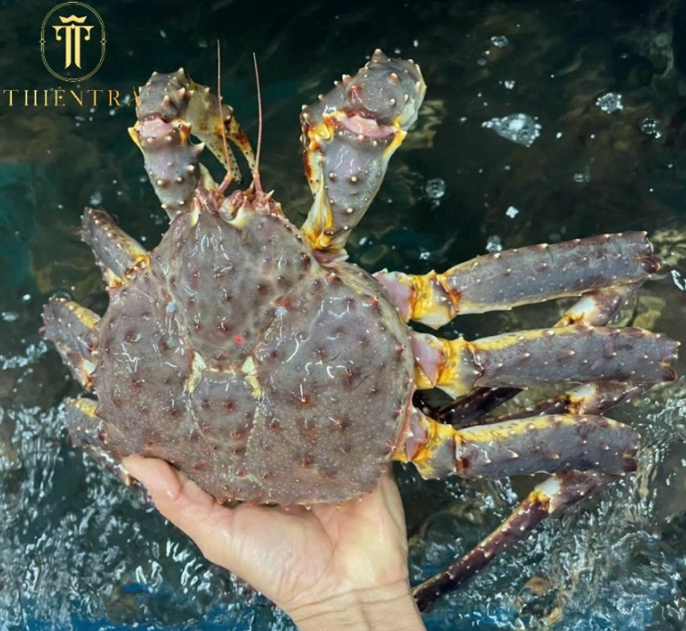 Đấu giá Cua King Crab Alaska 2kg