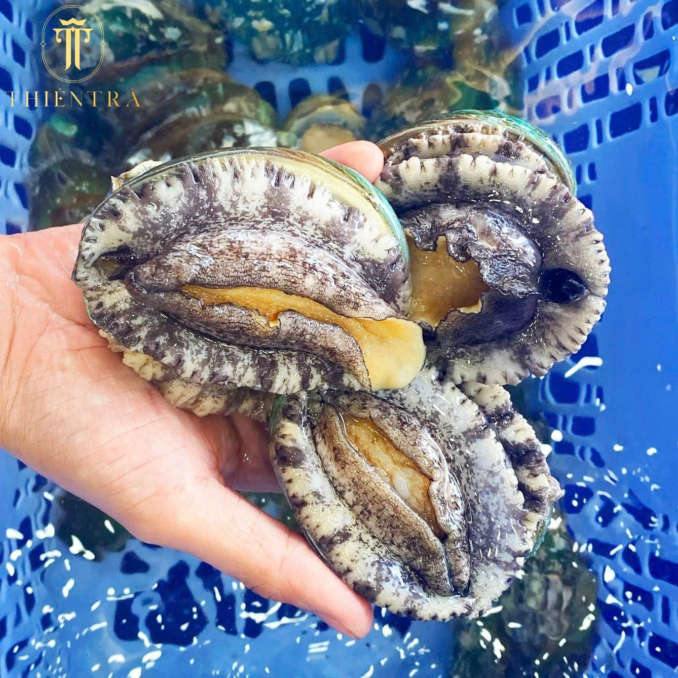 Bào Ngư & Dưỡng Chất Theo Ngũ Hành