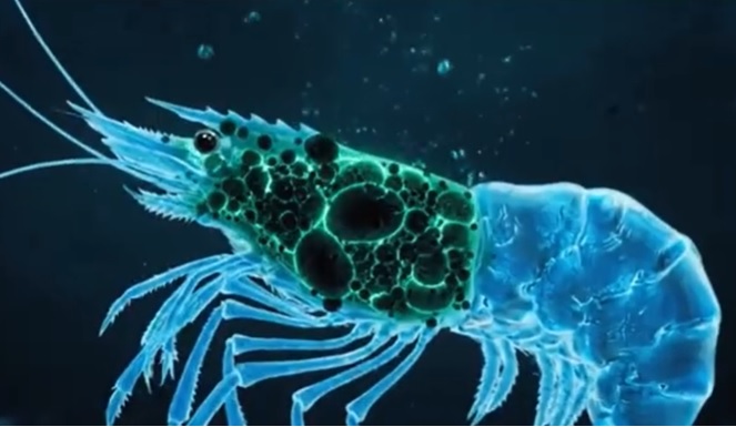 Các Loại Hải Sản Cần Đặc Biệt Lưu Ý: Bí Quyết Lựa Chọn Sản Vật An Toàn Để Bảo Vệ Sức Khỏe Gia Đình