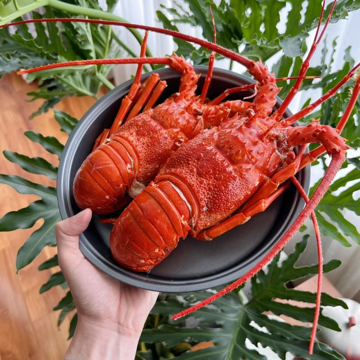 Tôm hùm đỏ Tây Úc